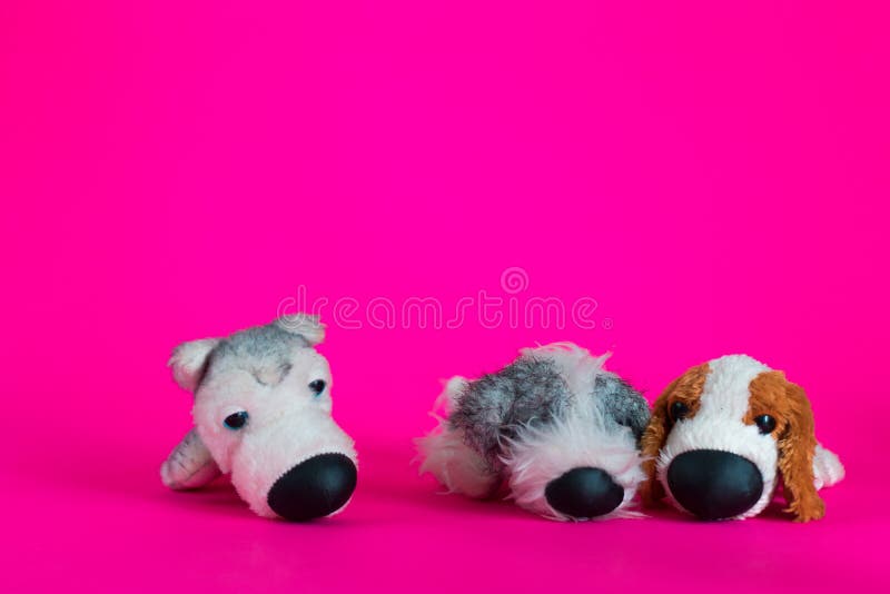 El perrito de dos juguetes se sienta junto y un perro de juguete alrededor en fondo rosado imagenes de archivo El perrito de dos juguetes se sienta junto y un perro de juguete alrededor en fondo rosado imagenes de archivo