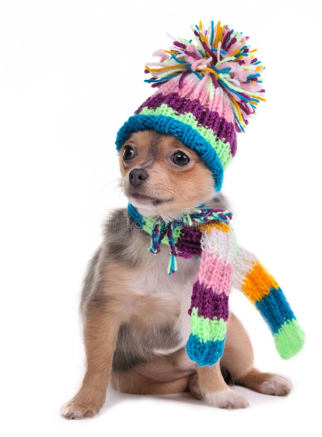 El perrito de la chihuahua se vistió para el tiempo frío fotos de archivo libres de regalías El perrito de la chihuahua se vistió para el tiempo frío fotos de archivo libres de regalías