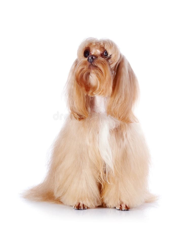 El perrito decorativo beige se sienta en un fondo blanco. foto de archivo libre de regalías El perrito decorativo beige se sienta en un fondo blanco. foto de archivo libre de regalías