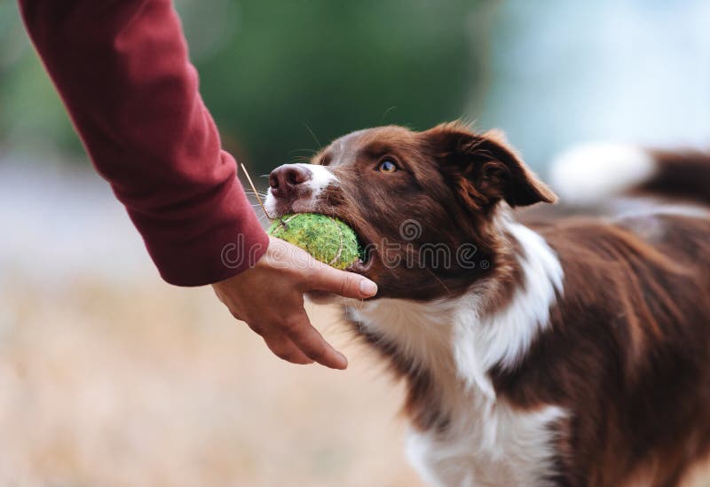 El perrito del border collie de Brown trajo a la presentadora de la bola y coloca su mano fotografía de archivo El perrito del border collie de Brown trajo a la presentadora de la bola y coloca su mano fotografía de archivo