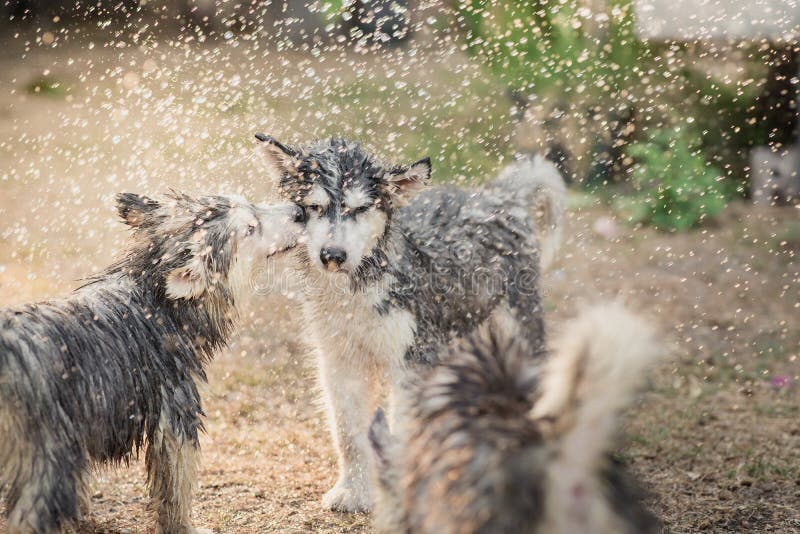 El perrito del husky siberiano sacude el agua de su capa fotos de archivo El perrito del husky siberiano sacude el agua de su capa fotos de archivo