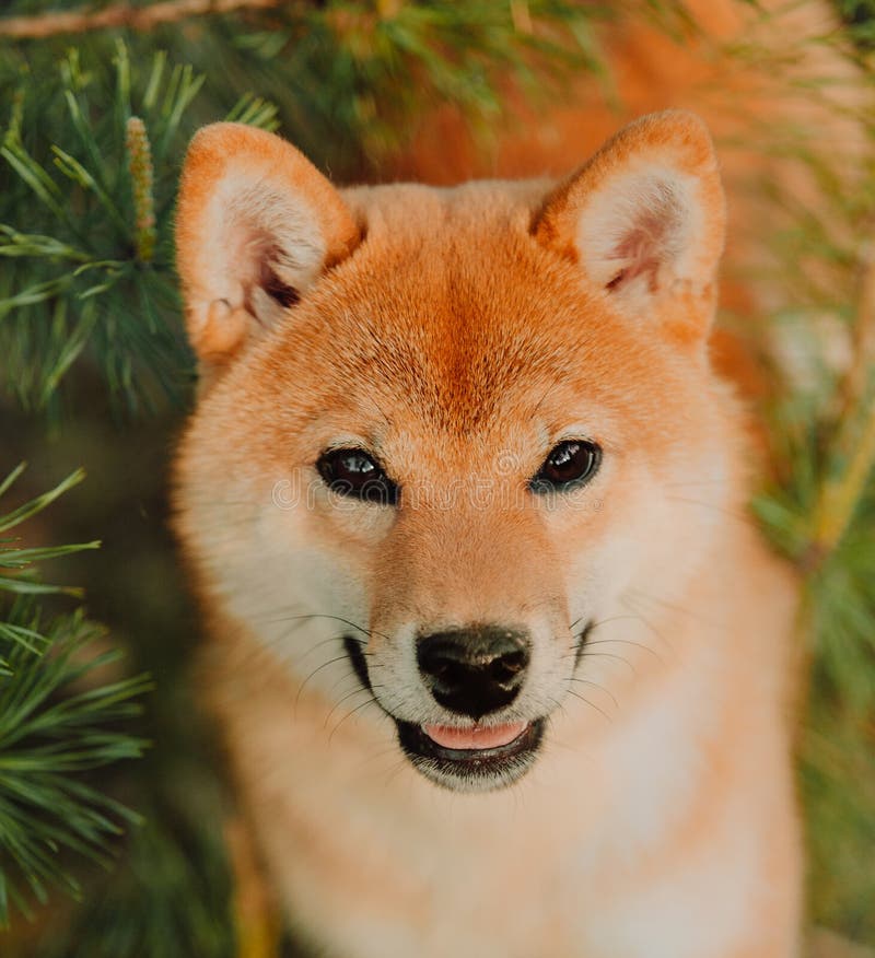 El perrito hermoso se sienta en el campo en colores Perro de Siba Inu foto de archivo libre de regalías El perrito hermoso se sienta en el campo en colores Perro de Siba Inu foto de archivo libre de regalías