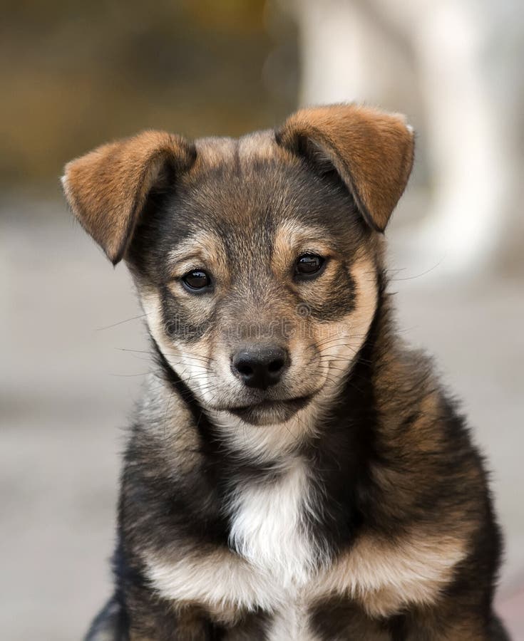 El perrito lindo mira la derecha triste foto de archivo El perrito lindo mira la derecha triste foto de archivo