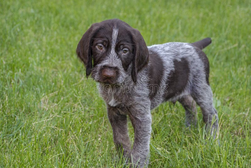 El perrito se coloca en la hierba verde y las miradas con los ojos tristes imágenes de archivo libres de regalías El perrito se coloca en la hierba verde y las miradas con los ojos tristes imágenes de archivo libres de regalías