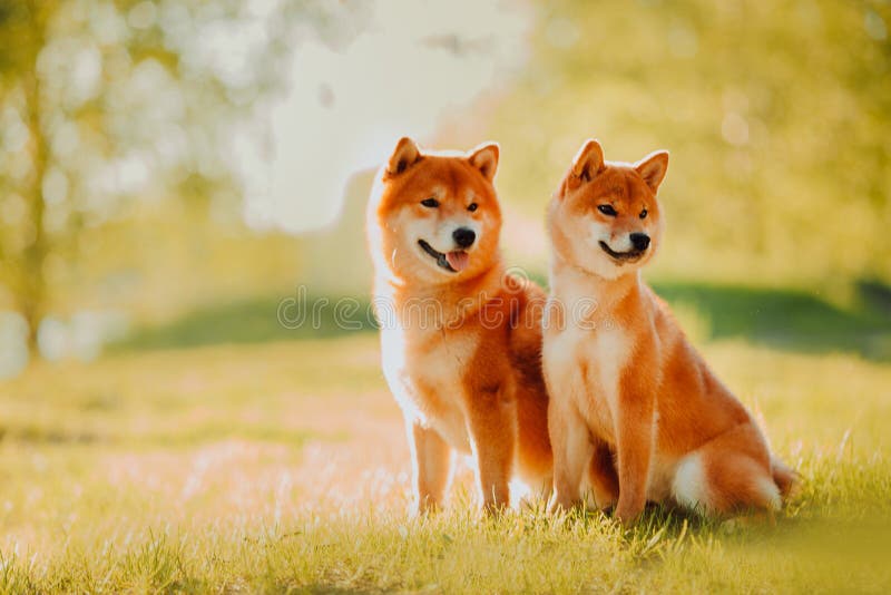El perrito y el perro hermosos se sienta en el campo en colores Perro de Siba Inu fotografía de archivo libre de regalías El perrito y el perro hermosos se sienta en el campo en colores Perro de Siba Inu fotografía de archivo libre de regalías