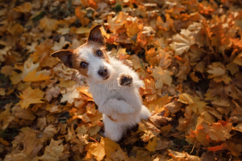 El perro agitó su pata hey Otoño del animal doméstico en hojas fotos de archivo libres de regalías El perro agitó su pata hey Otoño del animal doméstico en hojas fotos de archivo libres de regalías