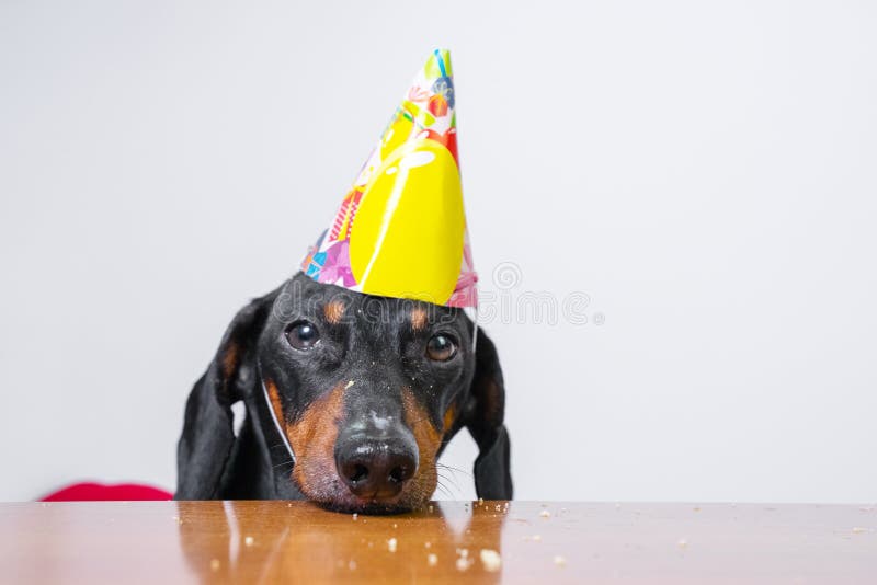 El perro basset de la raza del perro, negros lindos y broncean, comen la torta de cumpleaños, sombrero del partido que lleva, men foto de archivo libre de regalías El perro basset de la raza del perro, negros lindos y broncean, comen la torta de cumpleaños, sombrero del partido que lleva, men foto de archivo libre de regalías