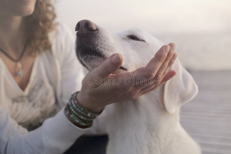 El perro cariñoso coloca su bozal en su mano principal del ` s