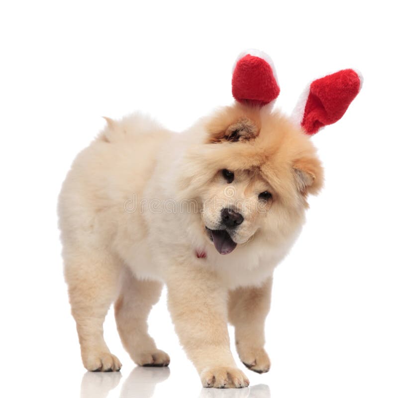 El perro chino de perro chino lindo del conejito se retira y mira mientras que jadea fotografía de archivo libre de regalías El perro chino de perro chino lindo del conejito se retira y mira mientras que jadea fotografía de archivo libre de regalías