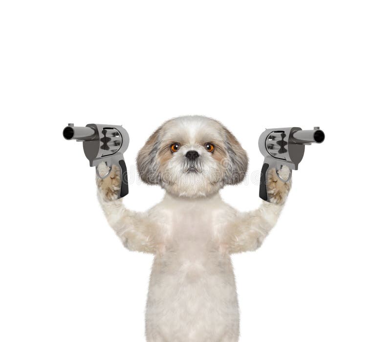 El Perro Con Los Armas Es Asesino Foto de archivo - Imagen de negro: 79340306