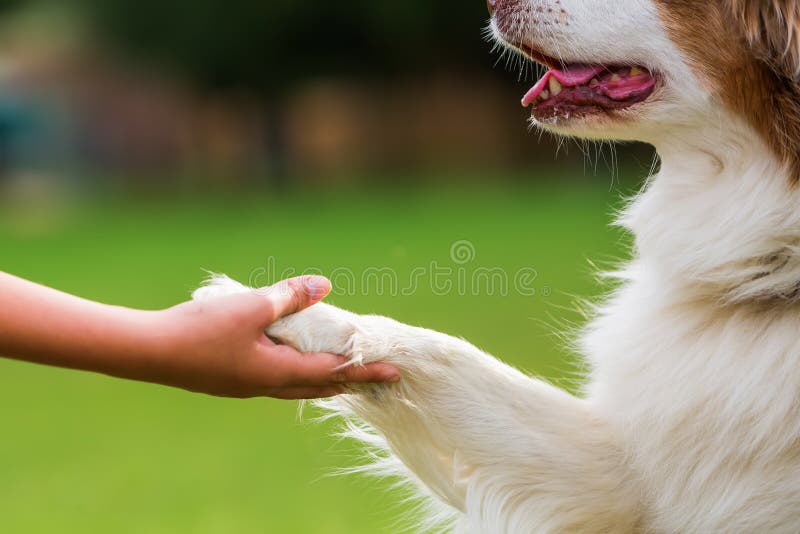 El perro da a muchacha la pata imagen de archivo libre de regalías El perro da a muchacha la pata imagen de archivo libre de regalías