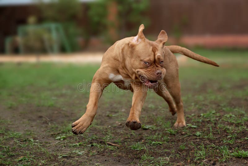 El perro de Dogue de Bordeaux corre en la hierba fotos de archivo El perro de Dogue de Bordeaux corre en la hierba fotos de archivo