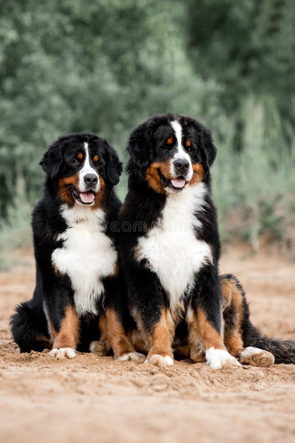 El perro de montaña de Bernese hermoso del retrato dos se sienta en el bosque fotos de archivo El perro de montaña de Bernese hermoso del retrato dos se sienta en el bosque fotos de archivo