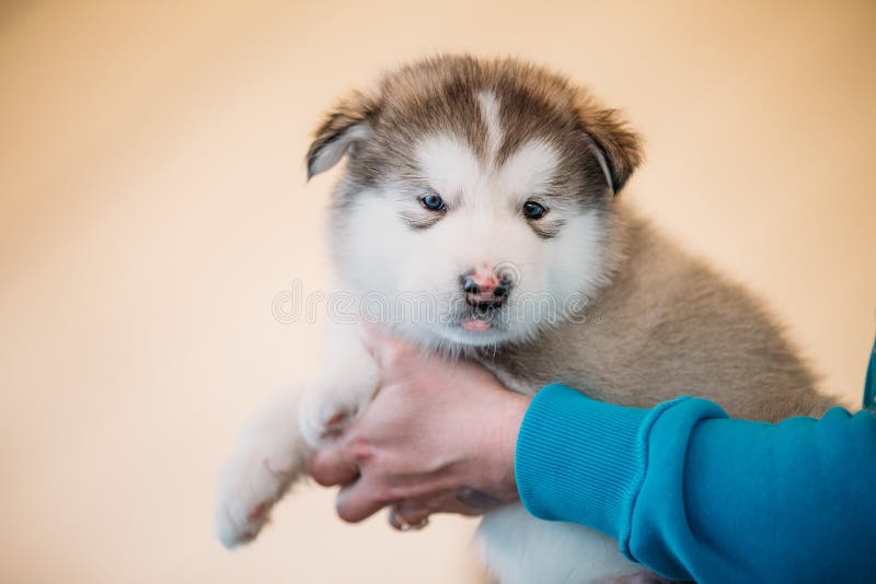 El perro de perrito del Malamute de Alaska se sienta en manos del dueño imagen de archivo libre de regalías El perro de perrito del Malamute de Alaska se sienta en manos del dueño imagen de archivo libre de regalías