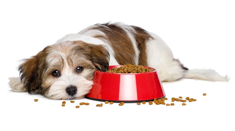 El perro de perrito lindo de Havanese está mintiendo al lado de un cuenco rojo de comida de perro imagenes de archivo El perro de perrito lindo de Havanese está mintiendo al lado de un cuenco rojo de comida de perro imagenes de archivo