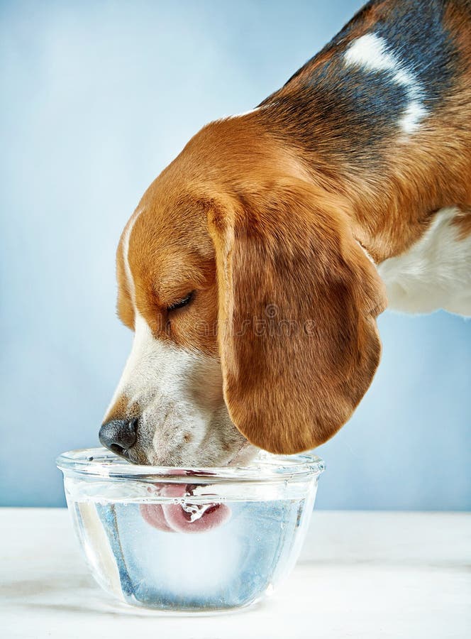 Beagle dog drinks water from a glass bowl. Beagle dog drinks water from a glass bowl