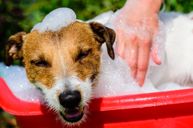 El perro en lavabo de la espuma del jabón tiene por completo placer que toma el baño fotos de archivo libres de regalías El perro en lavabo de la espuma del jabón tiene por completo placer que toma el baño fotos de archivo libres de regalías