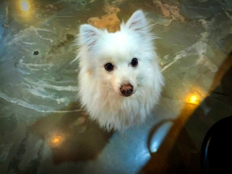 El perro es el mejor amigo de la humanidad foto de archivo El perro es el mejor amigo de la humanidad foto de archivo