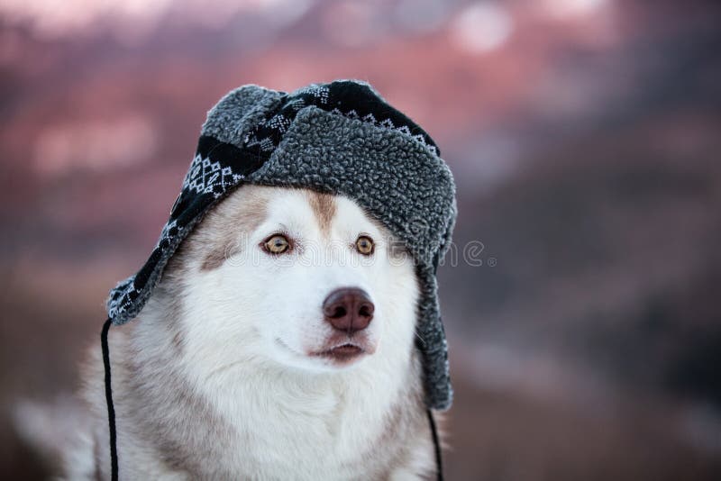 El perro fornido divertido está en sombrero caliente negro el husky siberiano feliz de la raza del perro está en la nieve en bosq imagen de archivo libre de regalías El perro fornido divertido está en sombrero caliente negro el husky siberiano feliz de la raza del perro está en la nieve en bosq imagen de archivo libre de regalías