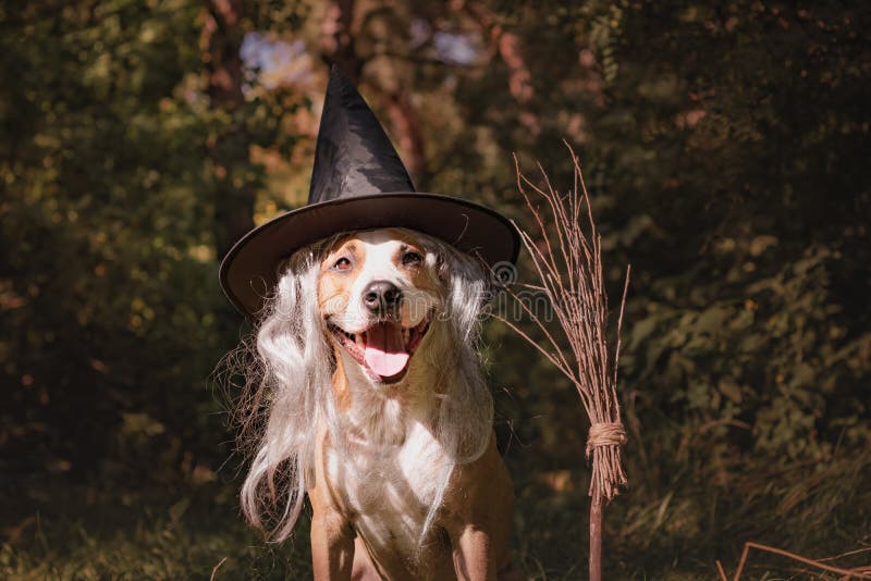 El perro hermoso con el palo de escoba se vistió para arriba para Halloween como amigo foto de archivo El perro hermoso con el palo de escoba se vistió para arriba para Halloween como amigo foto de archivo