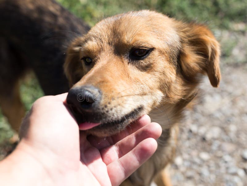 Por que nos lamen los perros