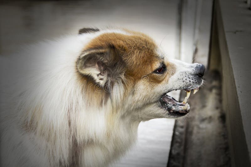 El perro loco amenaza a colmillos de la demostración tiene babear es un síntoma de la rabia foto de archivo libre de regalías El perro loco amenaza a colmillos de la demostración tiene babear es un síntoma de la rabia foto de archivo libre de regalías
