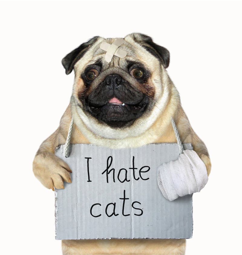 El perro odia los gatos foto de archivo libre de regalías El perro odia los gatos foto de archivo libre de regalías