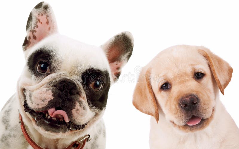 El perro perdiguero de Labrador y el toro francés persiguen perros de perrito imagen de archivo libre de regalías El perro perdiguero de Labrador y el toro francés persiguen perros de perrito imagen de archivo libre de regalías