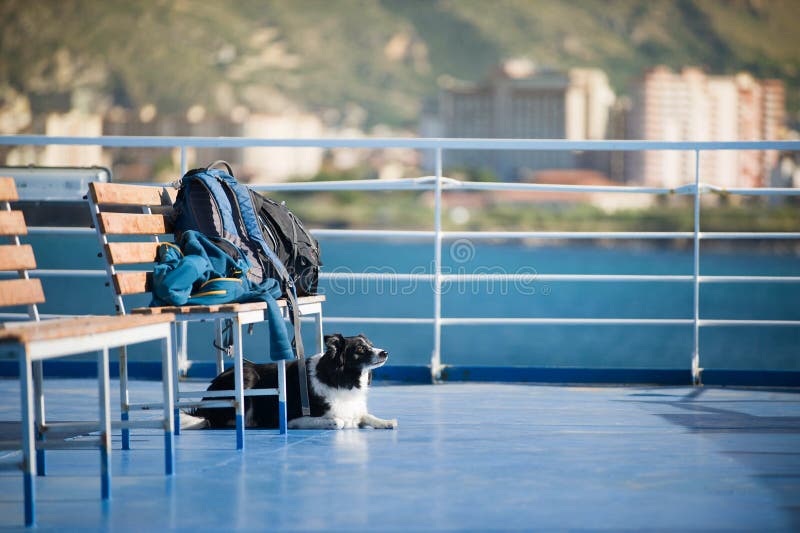 El perro que espera el equipaje en el transbordador que entra en el puerto Border collie blanco y negro fotos de archivo El perro que espera el equipaje en el transbordador que entra en el puerto Border collie blanco y negro fotos de archivo