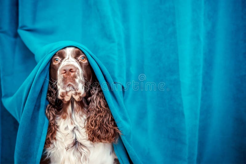 The dog is hiding behind the curtains from the owner, because it ruined his household things. A pet dressed up in a curtain, a funny dog made a show for the family. The dog is hiding behind the curtains from the owner, because it ruined his household things. A pet dressed up in a curtain, a funny dog made a show for the family