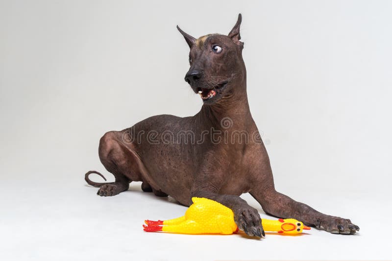 El perro sin pelo mexicano, xoloitzcuintli, miente en un fondo gris, sosteniendo un juguete de goma amarillo de a con una pata Ca foto de archivo El perro sin pelo mexicano, xoloitzcuintli, miente en un fondo gris, sosteniendo un juguete de goma amarillo de a con una pata Ca foto de archivo