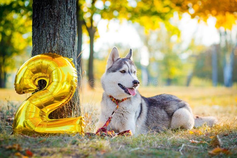 El perro sonriente celebra su cumpleaños imagen de archivo El perro sonriente celebra su cumpleaños imagen de archivo