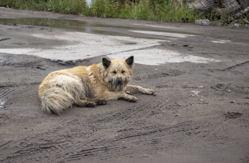 El perro sucio abandonado miente en el fango foto de archivo El perro sucio abandonado miente en el fango foto de archivo