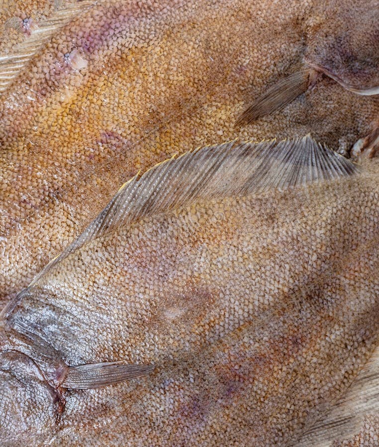 El pescado de la platija escala el primer de la textura