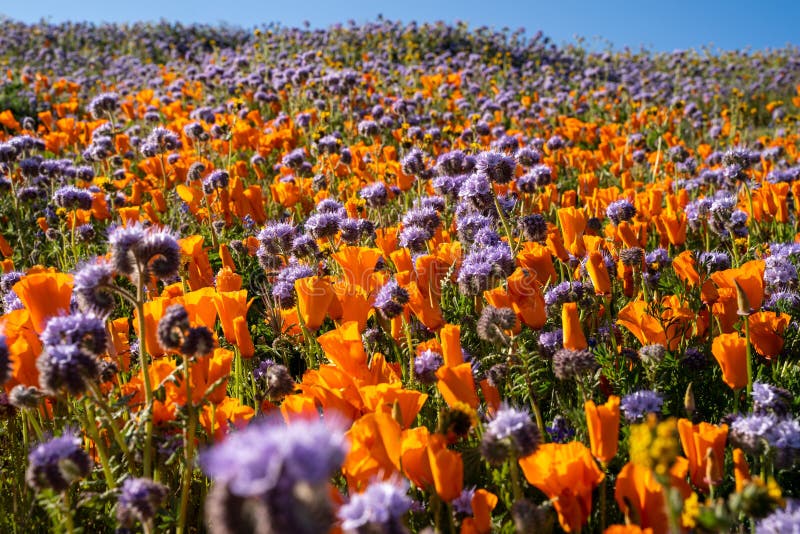 El phacelia de encaje elegante y las amapolas anaranjadas crecen en un campo del wildflower en el valle Poppy Reserve del antílop imagenes de archivo El phacelia de encaje elegante y las amapolas anaranjadas crecen en un campo del wildflower en el valle Poppy Reserve del antílop imagenes de archivo