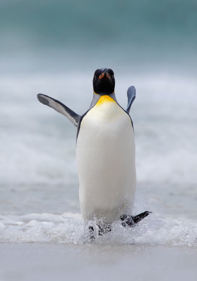 El pingüino de rey grande salta del agua azul mientras que nada a través del océano en Falkland Island