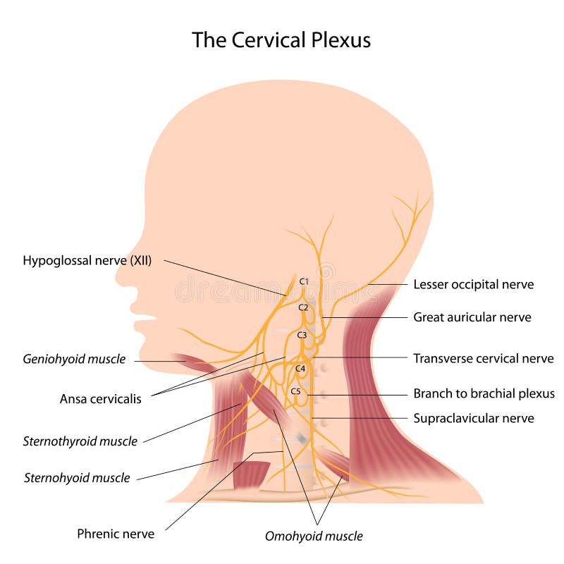 El plexo cervical