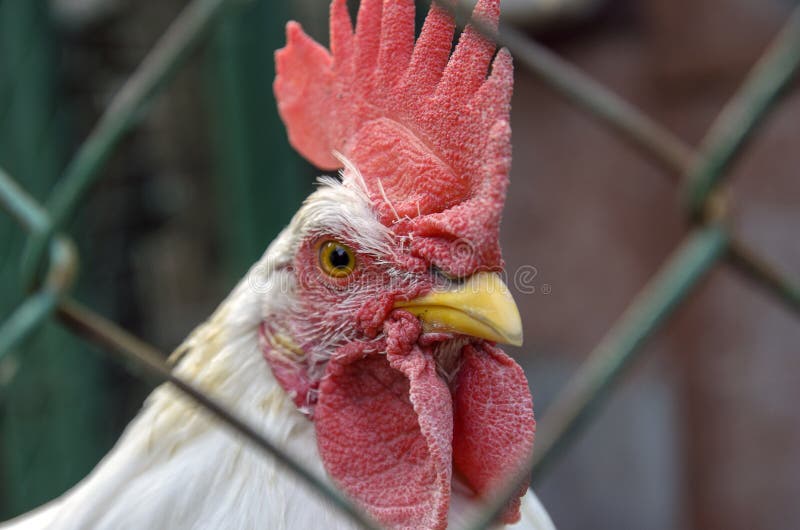 el pollo del gallo es pequeño, con una concha de peregrino roja mirando en el primer de la cámara el aspecto de la cara y del per fotografía de archivo libre de regalías el pollo del gallo es pequeño, con una concha de peregrino roja mirando en el primer de la cámara el aspecto de la cara y del per fotografía de archivo libre de regalías