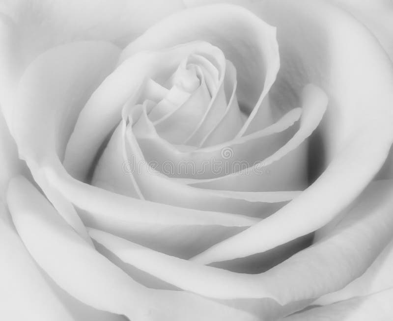 El primer blanco y negro de se levantó fotos de archivo libres de regalías El primer blanco y negro de se levantó fotos de archivo libres de regalías