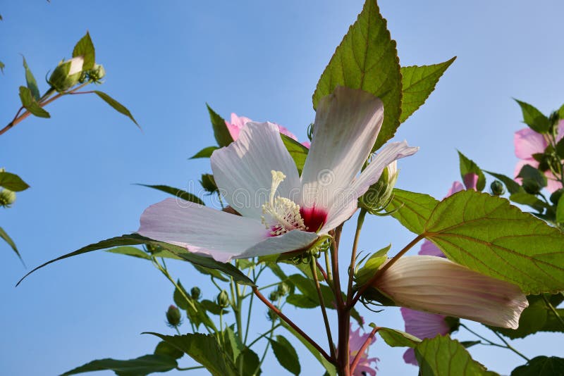 El Primer De La Rosa De La Sharon, Una Flor También Llamó Como Mugunghwa Y  Es La Flor Nacional En Corea Del Sur Foto de archivo - Imagen de travieso,  corea: 154272004