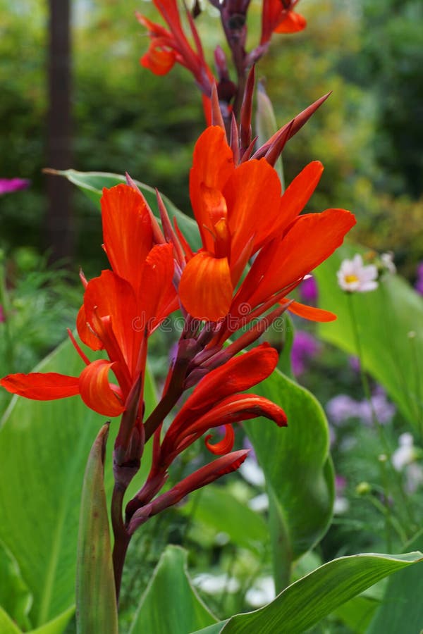 El primer de las inflorescencias florecientes del rojo florece Canna w fotos de archivo libres de regalías El primer de las inflorescencias florecientes del rojo florece Canna w fotos de archivo libres de regalías
