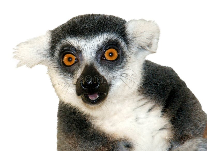 El primer del lemur ring-tailed que mira la cámara es foto de archivo El primer del lemur ring-tailed que mira la cámara es foto de archivo