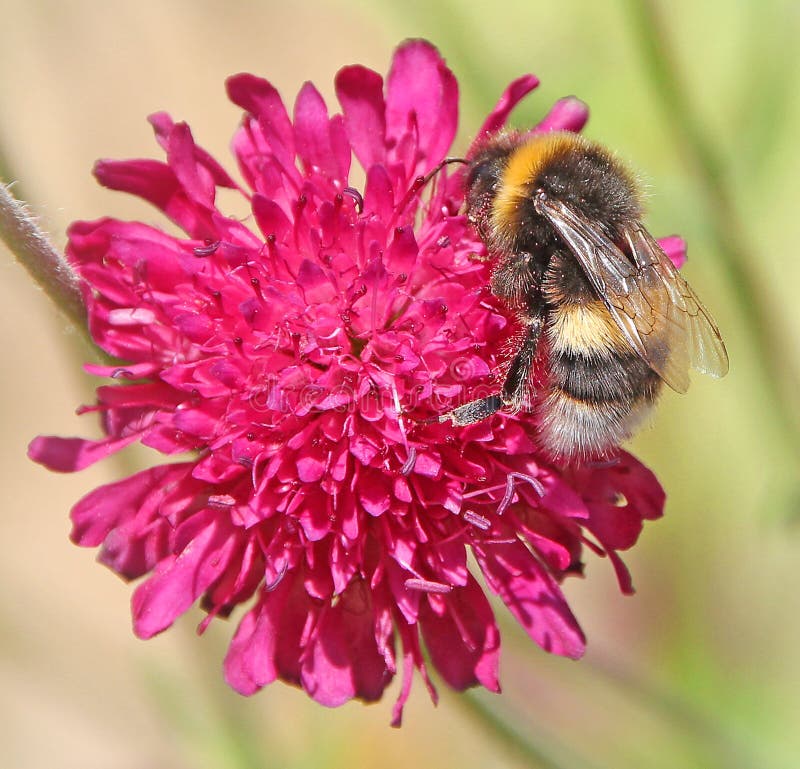 El primer macro manosea la abeja en las flores de la planta de la flor que subieron los estambres centran los pétalos rojo de la imágenes de archivo libres de regalías El primer macro manosea la abeja en las flores de la planta de la flor que subieron los estambres centran los pétalos rojo de la imágenes de archivo libres de regalías