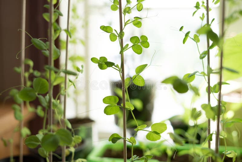 El primer rural de la forma de vida de una planta vegetal en conserva de cosecha propia de los guisantes de nieve con verde orgán imagen de archivo El primer rural de la forma de vida de una planta vegetal en conserva de cosecha propia de los guisantes de nieve con verde orgán imagen de archivo