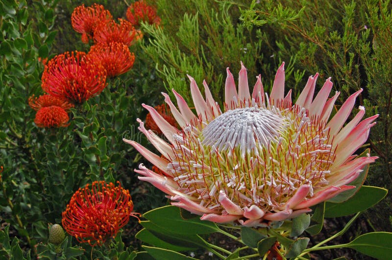 El protea floreciente grande hermoso en Suráfrica rodeó por el cordifolium de Leucospermum imágenes de archivo libres de regalías El protea floreciente grande hermoso en Suráfrica rodeó por el cordifolium de Leucospermum imágenes de archivo libres de regalías