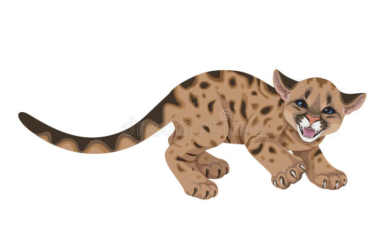 El puma enojado Cub aisló libre illustration