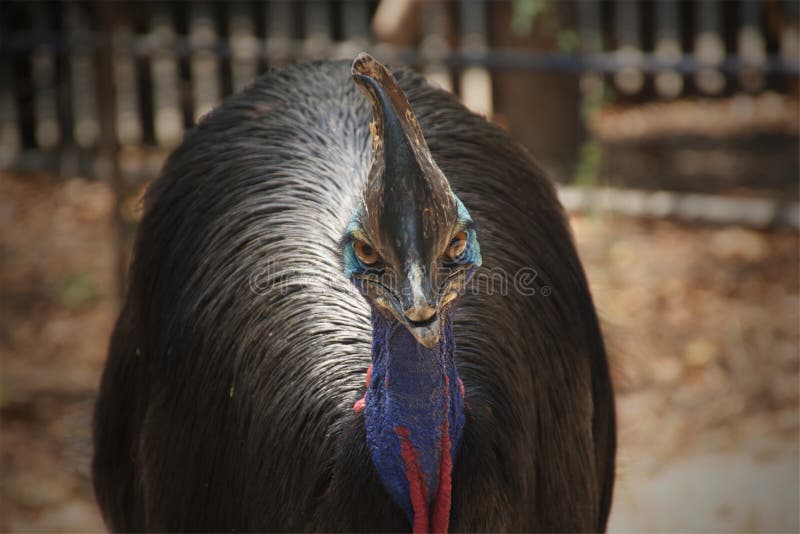 El pájaro del casuario que le mira fotos de archivo El pájaro del casuario que le mira fotos de archivo
