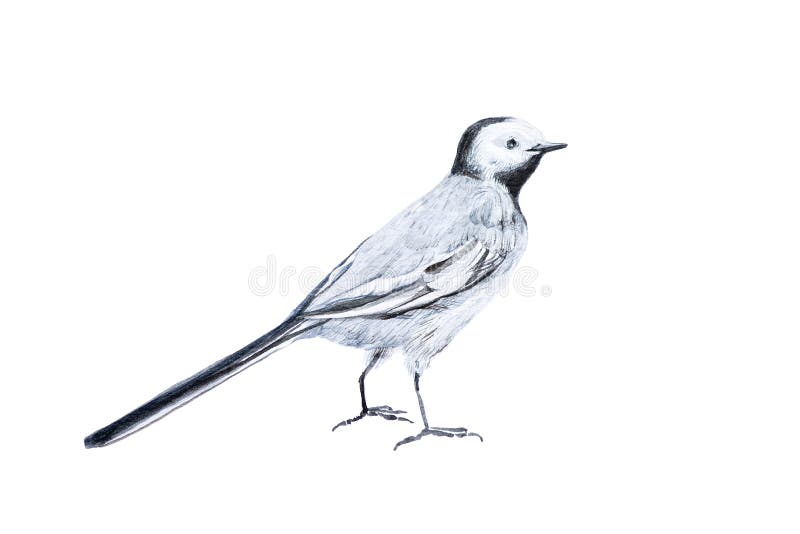 El pájaro es el aguzanieves blanco Ejemplo de la acuarela aislado en blanco ilustración del vector El pájaro es el aguzanieves blanco Ejemplo de la acuarela aislado en blanco ilustración del vector