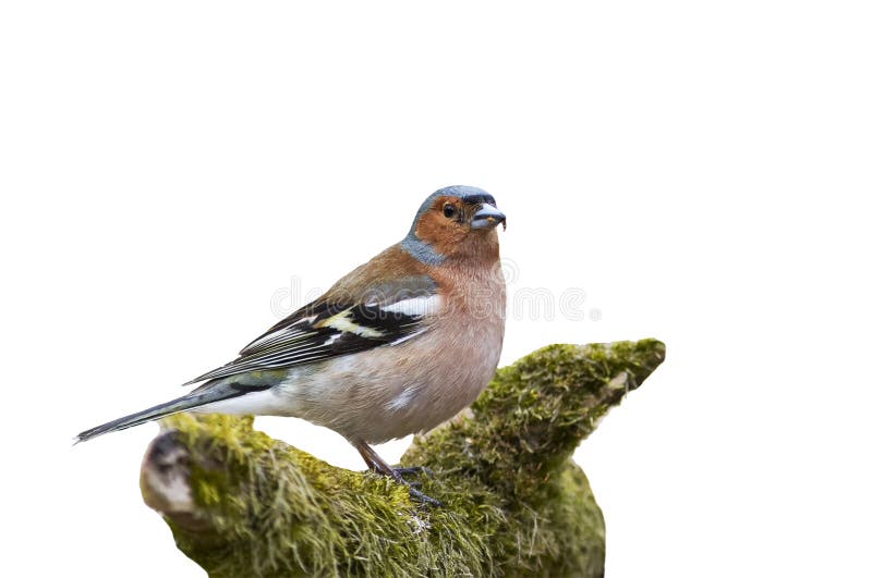El pájaro es un pinzón que se coloca en una rama con el musgo en un blanco es foto de archivo