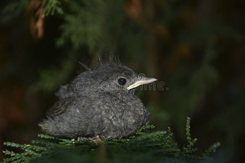 El pájaro joven negro de Redstart se sienta en rama en un seto fotografía de archivo libre de regalías El pájaro joven negro de Redstart se sienta en rama en un seto fotografía de archivo libre de regalías